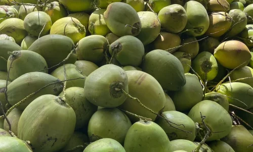 Cortes Distributor Inc 1 1