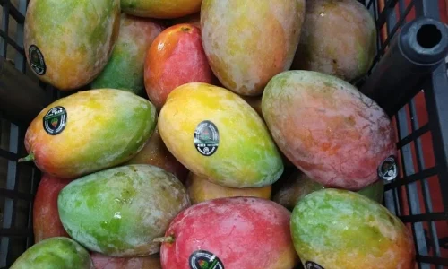 Cortes Distributor Inc 3 1