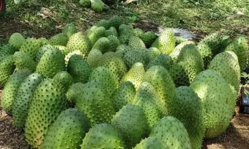 Cortes Distributor Inc 4 1