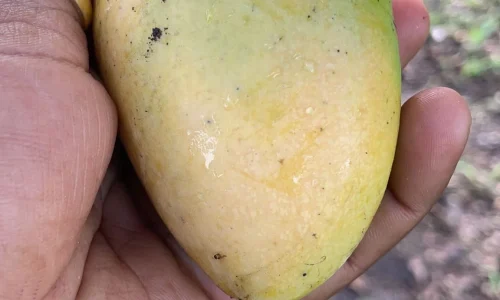 Cortes Distributor Inc 5 1