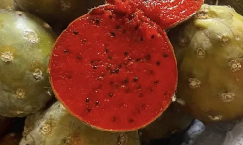 Cortes Distributor Inc 6 1