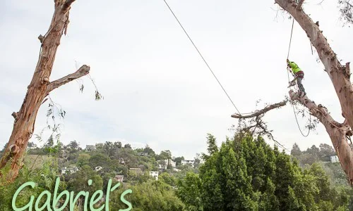 Gabriels Tree Service And Landscaping 1 1