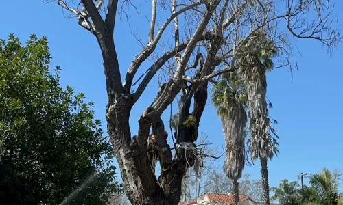 Gabriels Tree Service And Landscaping 2 1