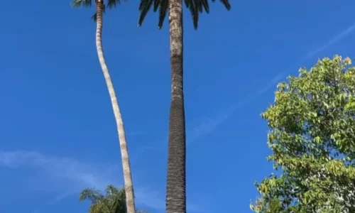 Gabriels Tree Service And Landscaping 3 1