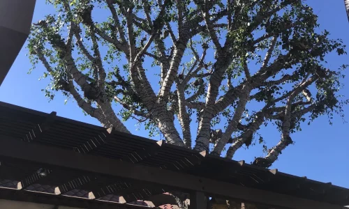 Gabriels Tree Service And Landscaping 4 1