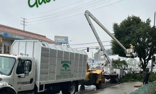 Gabriels Tree Service And Landscaping 5 1