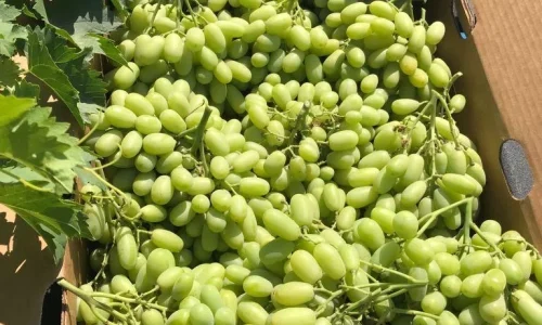 La Fruit Nest Inc 2 1