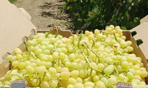 La Fruit Nest Inc 3 1