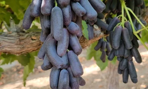 La Fruit Nest Inc 5 1