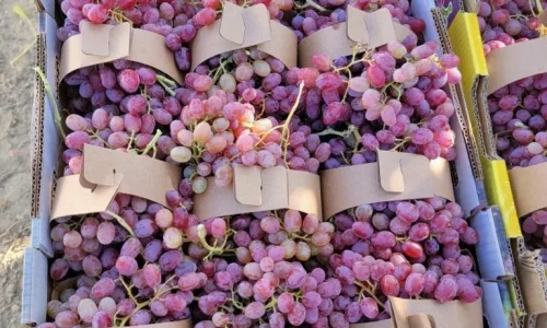 La Fruit Nest Inc 6 1