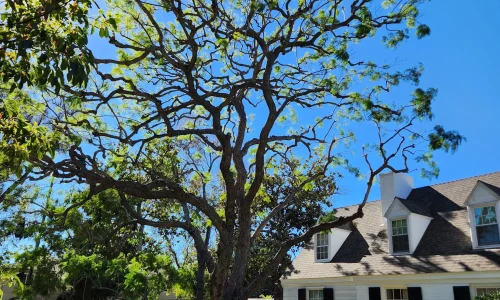 Reveles Landscaping Amp Tree Service 2 1