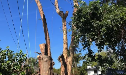 Reveles Landscaping Amp Tree Service 3 1