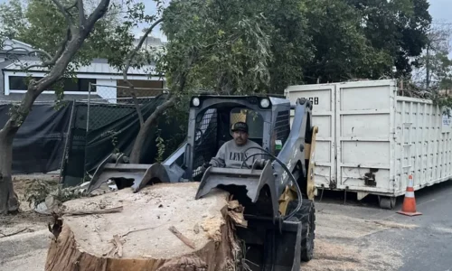 Reveles Landscaping Amp Tree Service 7 1