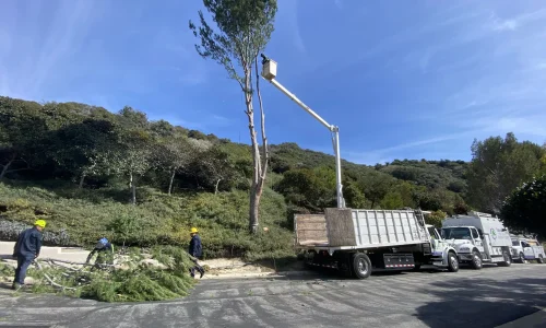 Sergio Contreras Landscape Inc 2 1