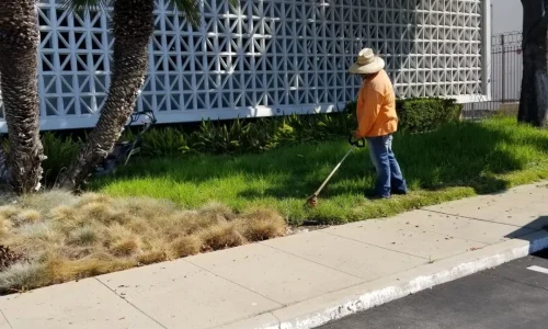 Wetland Landscaping Maintenance 1 1