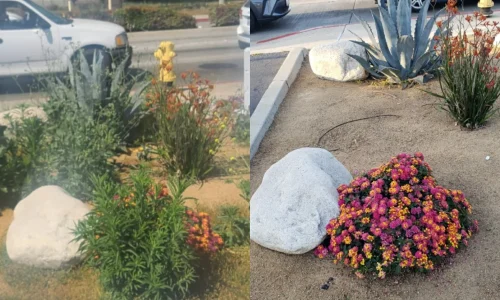 Wetland Landscaping Maintenance 2 1