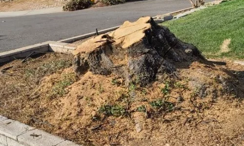 Wetland Landscaping Maintenance 3 1