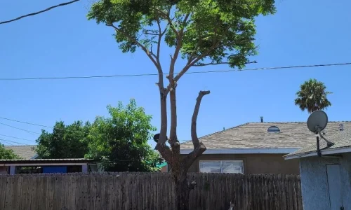 Wetland Landscaping Maintenance 6 1